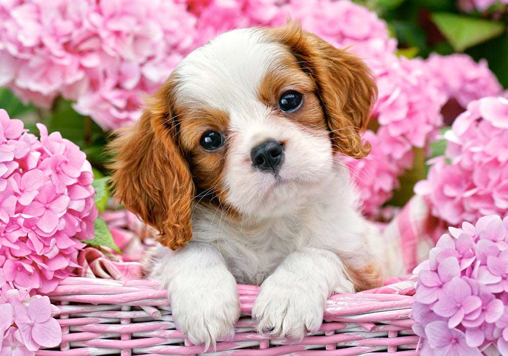500 Piece Jigsaw Puzzle, Pup in Pink Flowers, Animal puzzle, Dog puzzle; Puppies, Cute dog, Adult Puzzles
