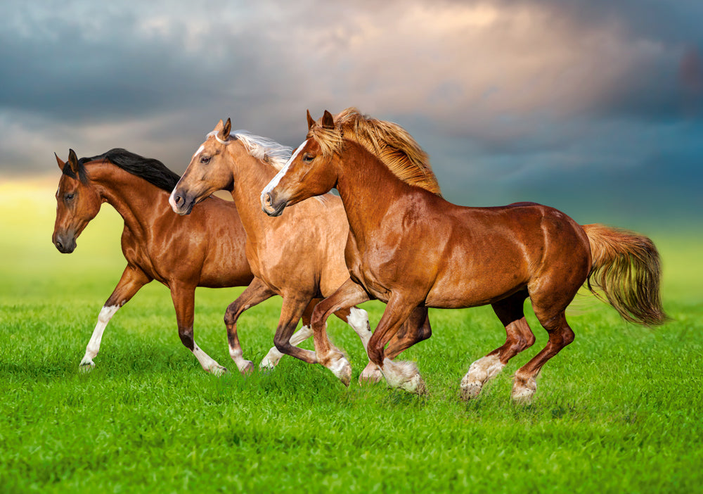 500 Piece Jigsaw Puzzle, Horses in Spring Rush, Animal puzzles, Power and beauty in motion, Adult Puzzle