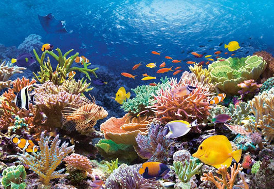 1000 Piece Jigsaw Puzzle, Coral Reef Fishes, Sealife, Ocean, Adult Puzzle, Castorland C-101511-2